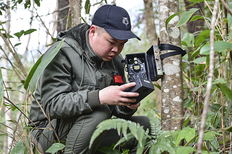 There are the monitoring teams, whose camera traps have become the eyes of the forest. A single image can reveal the presence of a rare species, document a new generation or provide valuable evidence about the health of an ecosystem. / VCG 
