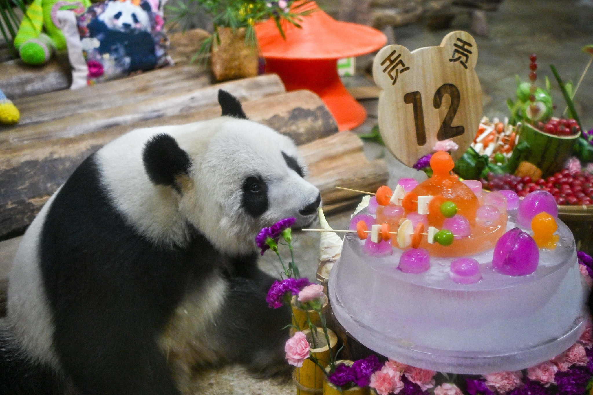 Giant panda Gong Gong enjoys a specially-prepared 