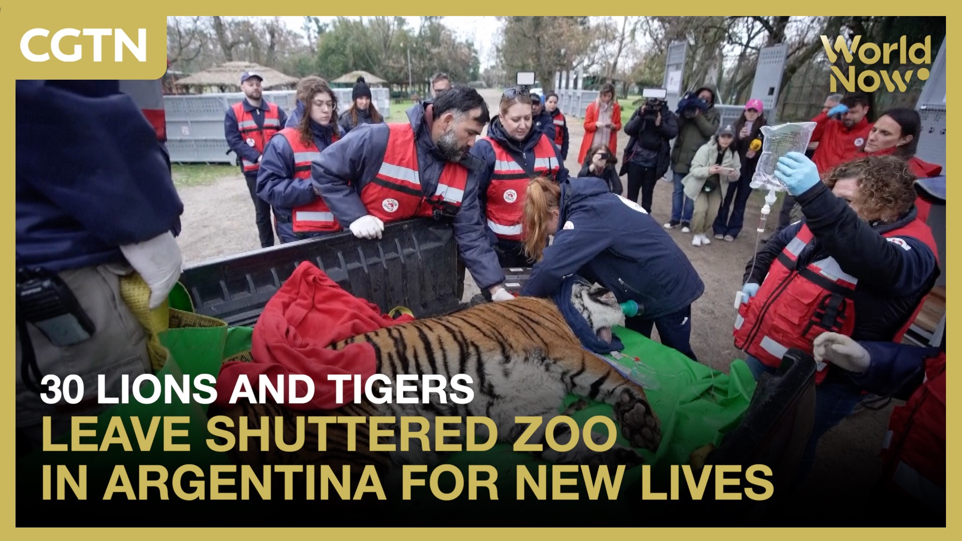30 lions and tigers leave shuttered zoo in Argentina for new lives