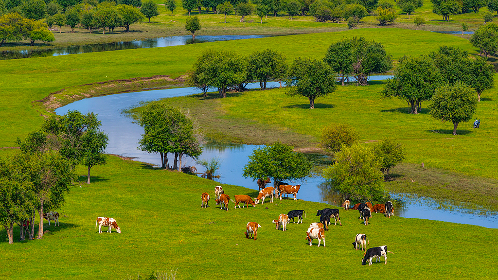 Cattle and sheep graze leisurely, Hulunbuir, Inner Mongolia, July 29, 2026. /VCG