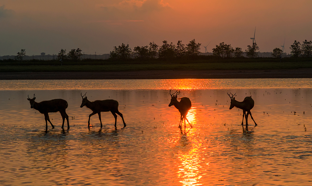 Elk forage and rest in the evening glow, Yancheng, east China's Jiangsu Province, August 6, 2026. /VCG