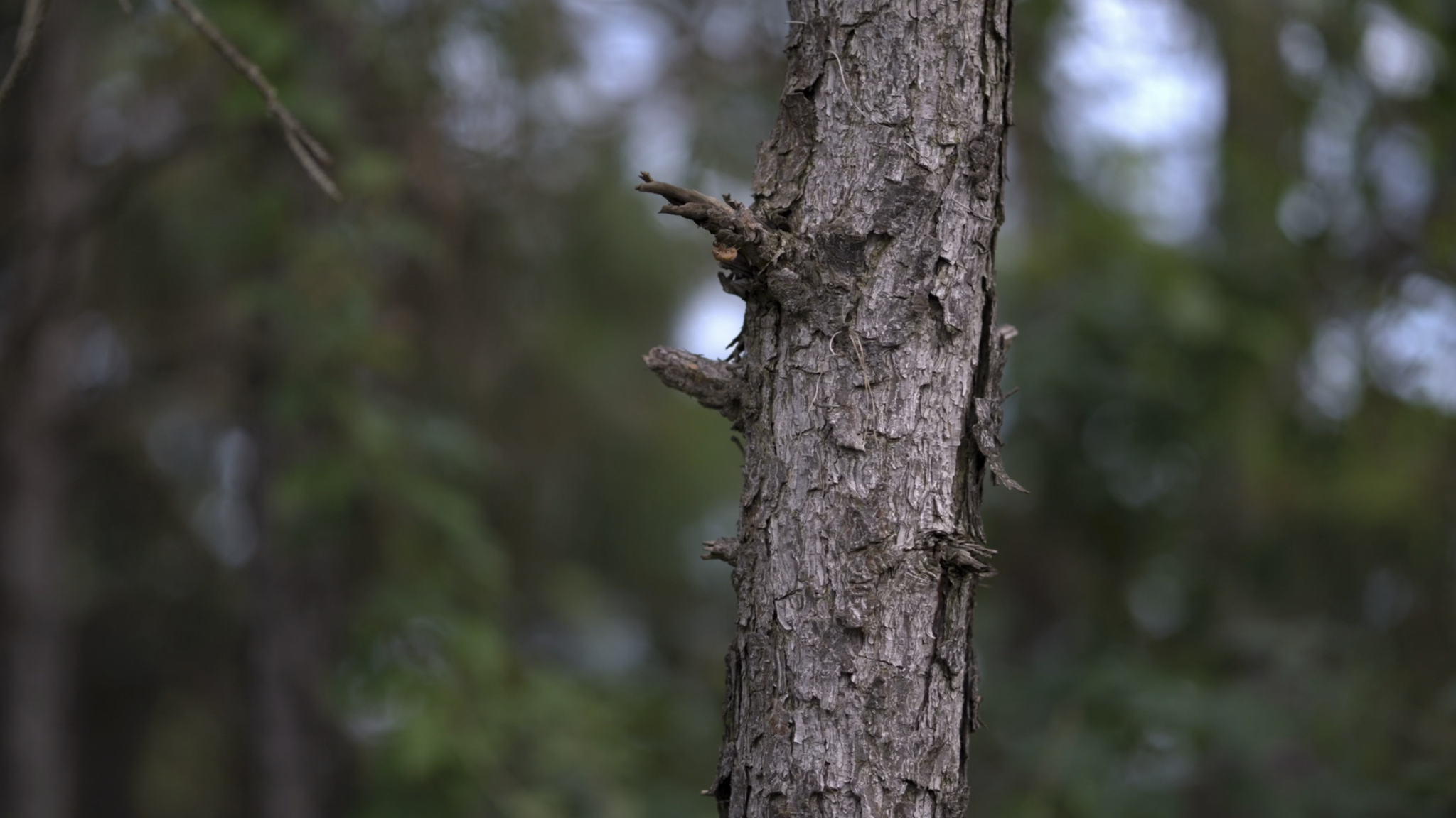 Pine wilt disease is difficult to detect in its early stages. Nanjing, Jiangsu Province, China, August 12, 2026./Nanjing Forestry University