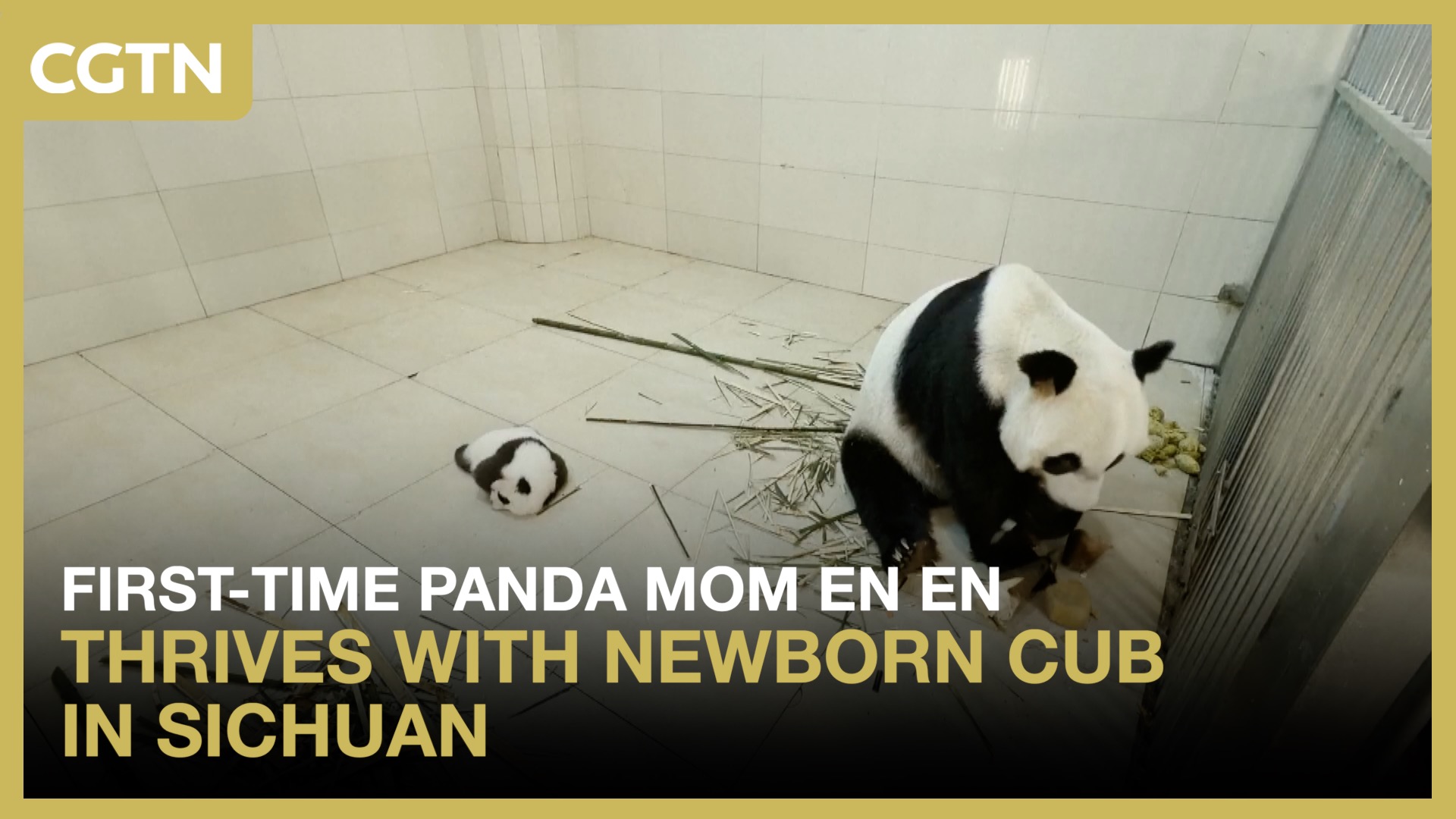 First-time panda mom En En thrives with newborn cub in Sichuan