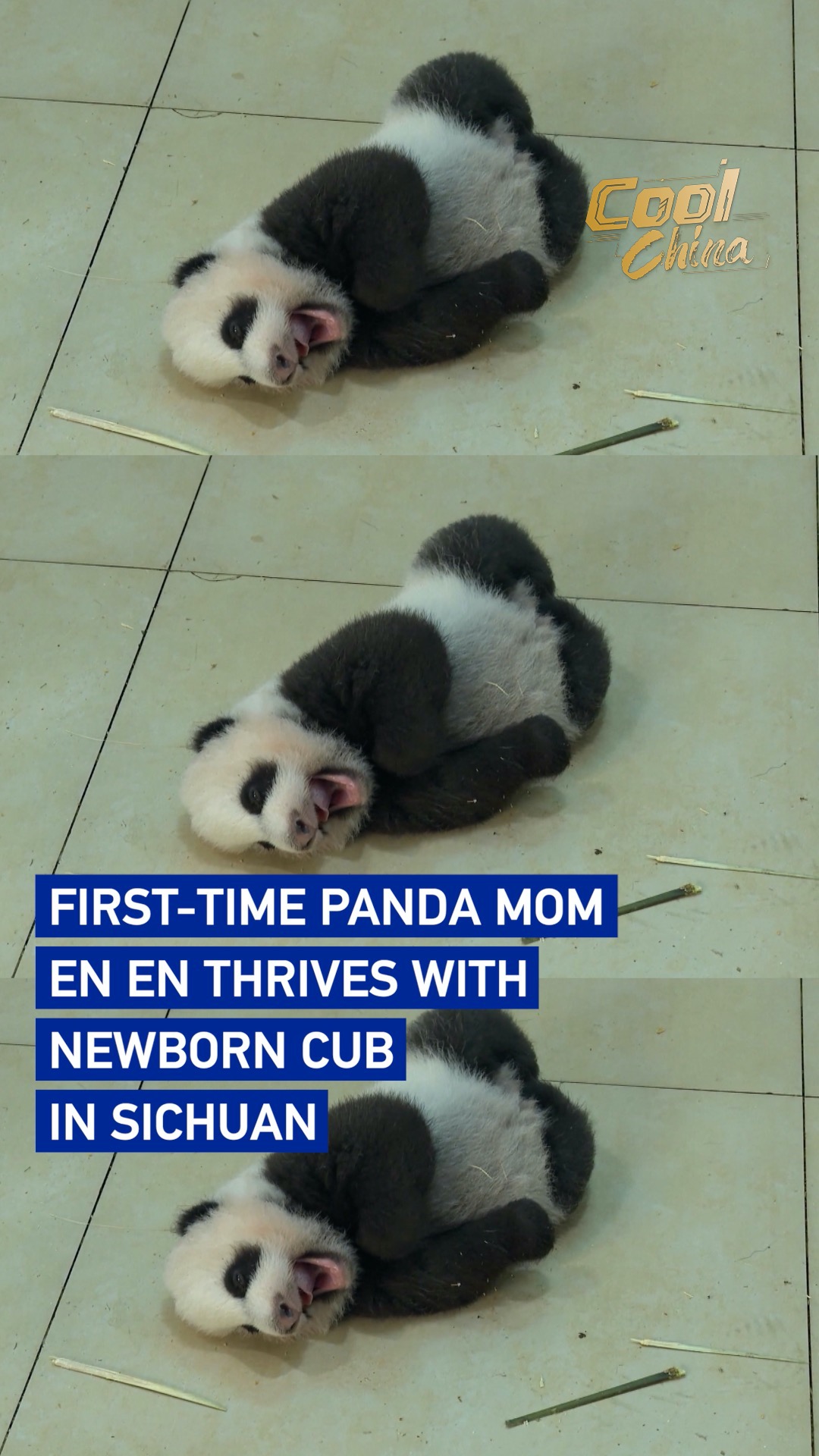 First-time panda mom En En thrives with newborn cub in Sichuan