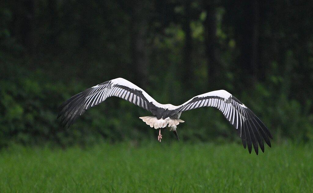 An Oriental stork, a first-class nationally protected rare bird in China, flies over farmland in Dexing, east China's Jiangxi Province. /VCG