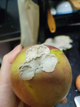 A white wild mushroom grows on a rotten apple in Deqing, Zhejiang Province, east China, July, 2024. /Deng Lixing