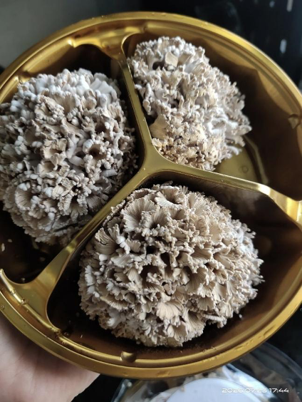 The eighth-generation king fruit mushroom cultivated by the Kunming Institute of Botany, Chinese Academy of Sciences, July 2026. /Deng Lixing