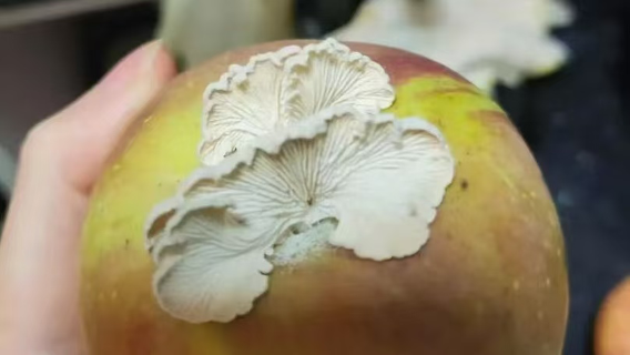 One bad apple and netizen-researcher collab leads to a super mushroom