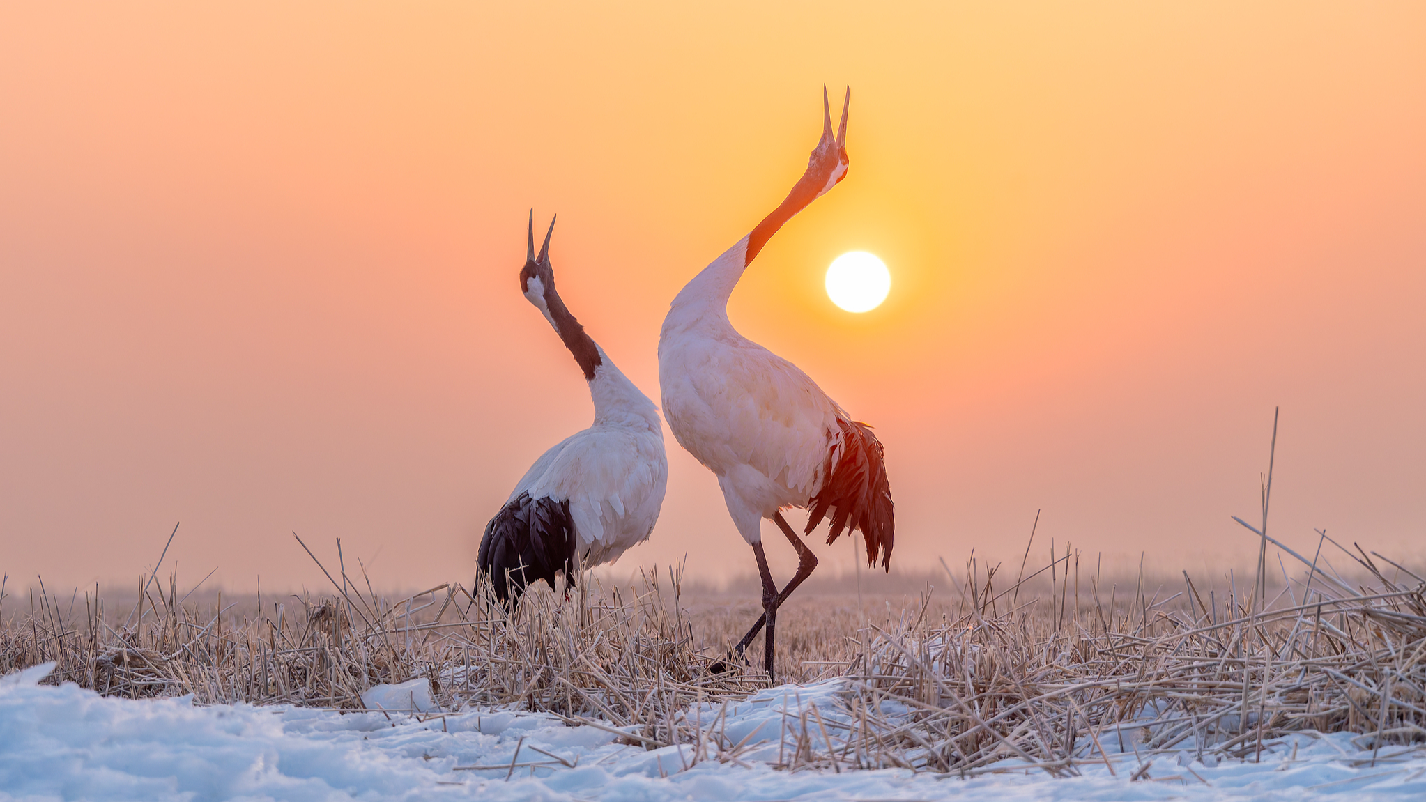 Red-crowned cranes, one of the rarest cranes in the world, in the Zhalong National Nature Reserve in Qiqihar, Heilongjiang Province, northeast China, March 9, 2025. /CFP