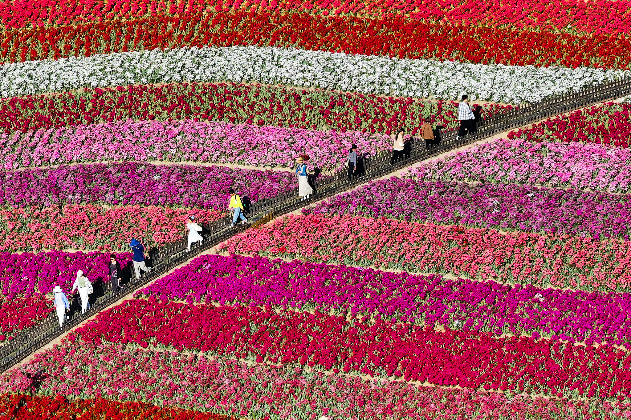 An aerial photo of Holland Flower Park in Yancheng, Jiangsu Province, east China, May 3, 2025. /CFP