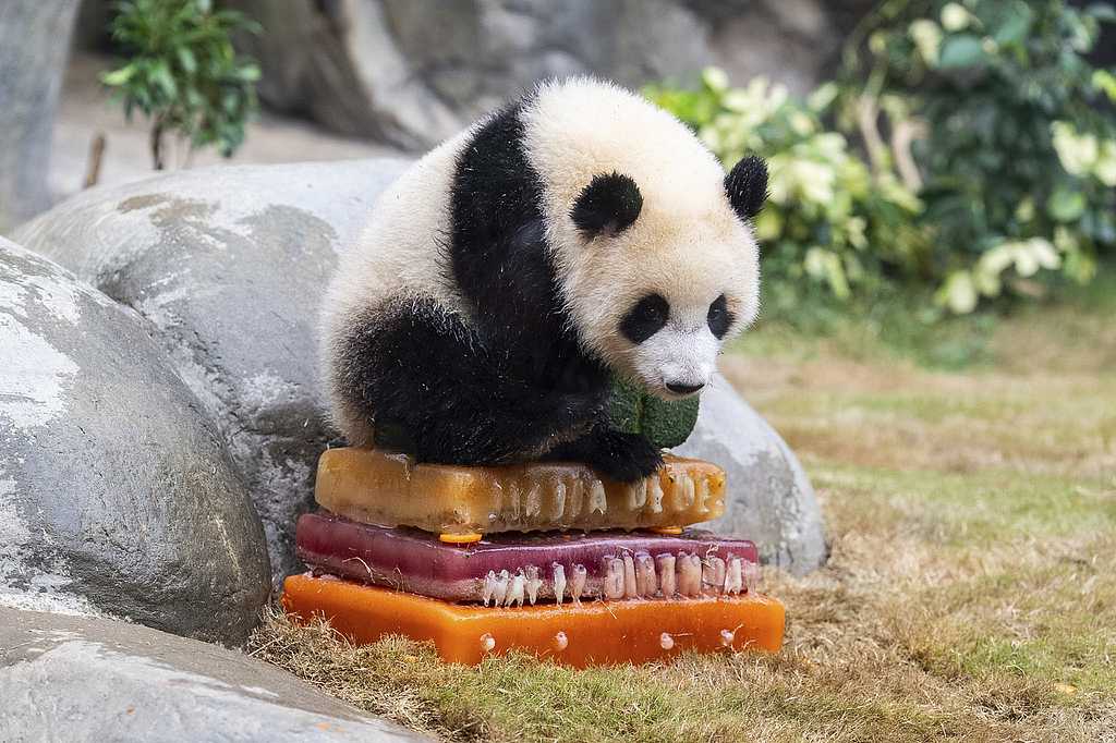 Hong Kong's first locally born giant panda cub, Jia Jia, sits on her birthday cake at the enclosure in Ocean Park on her first birthday in the HKSAR, August 15, 2025. /VCG