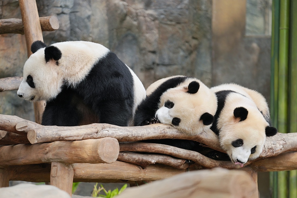 Giant pandas at Ocean Park Hong Kong, June 30, 2026. /VCG