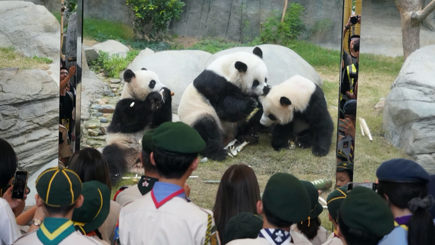 Giant panda cubs Jia Jia and De De play with their mother, Ying Ying. /CMG