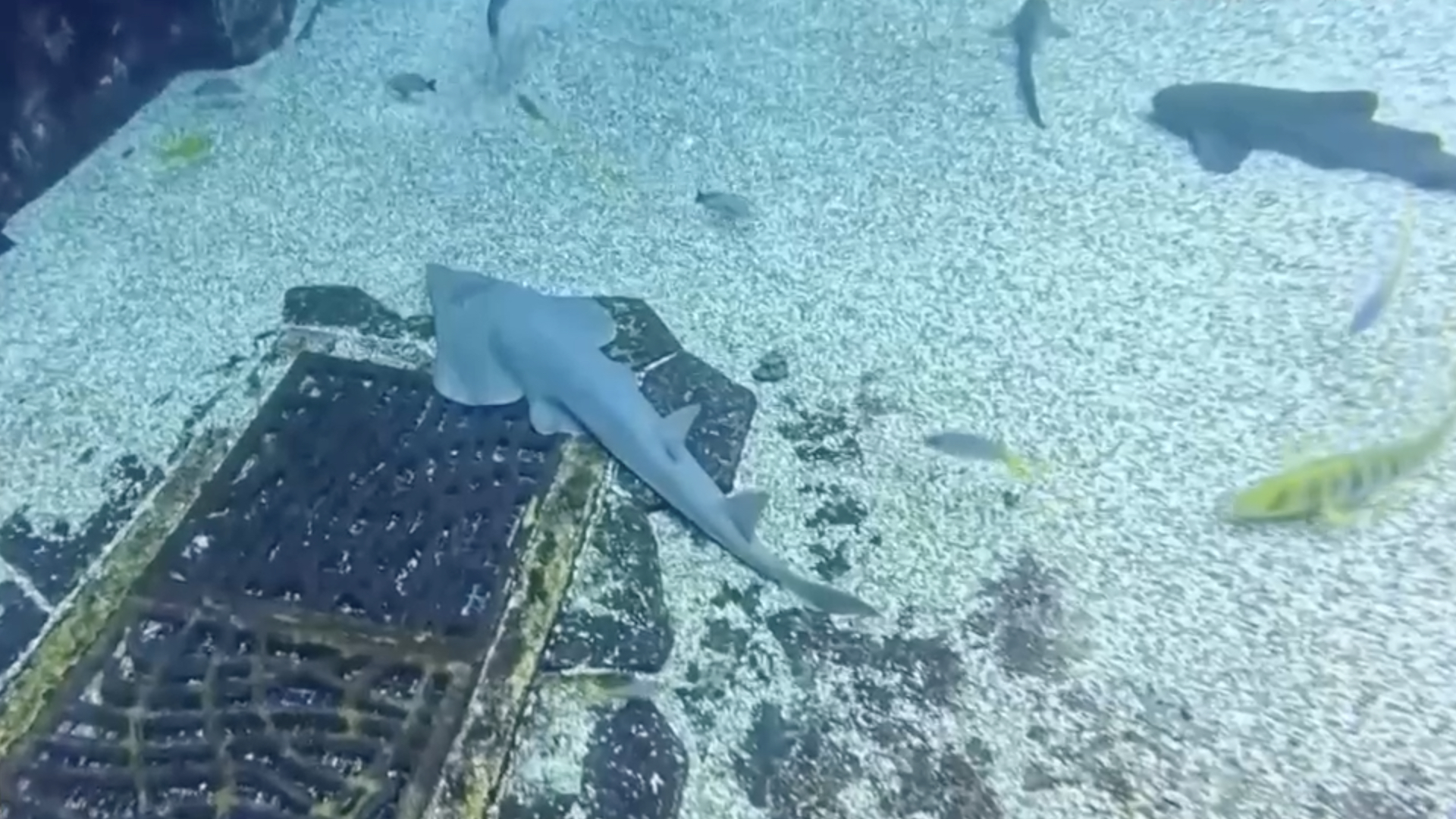 A giant shovelnose ray among various fish at the aquarium in Sanya, Hainan Province, south China, August 16, 2026. /China Media Group