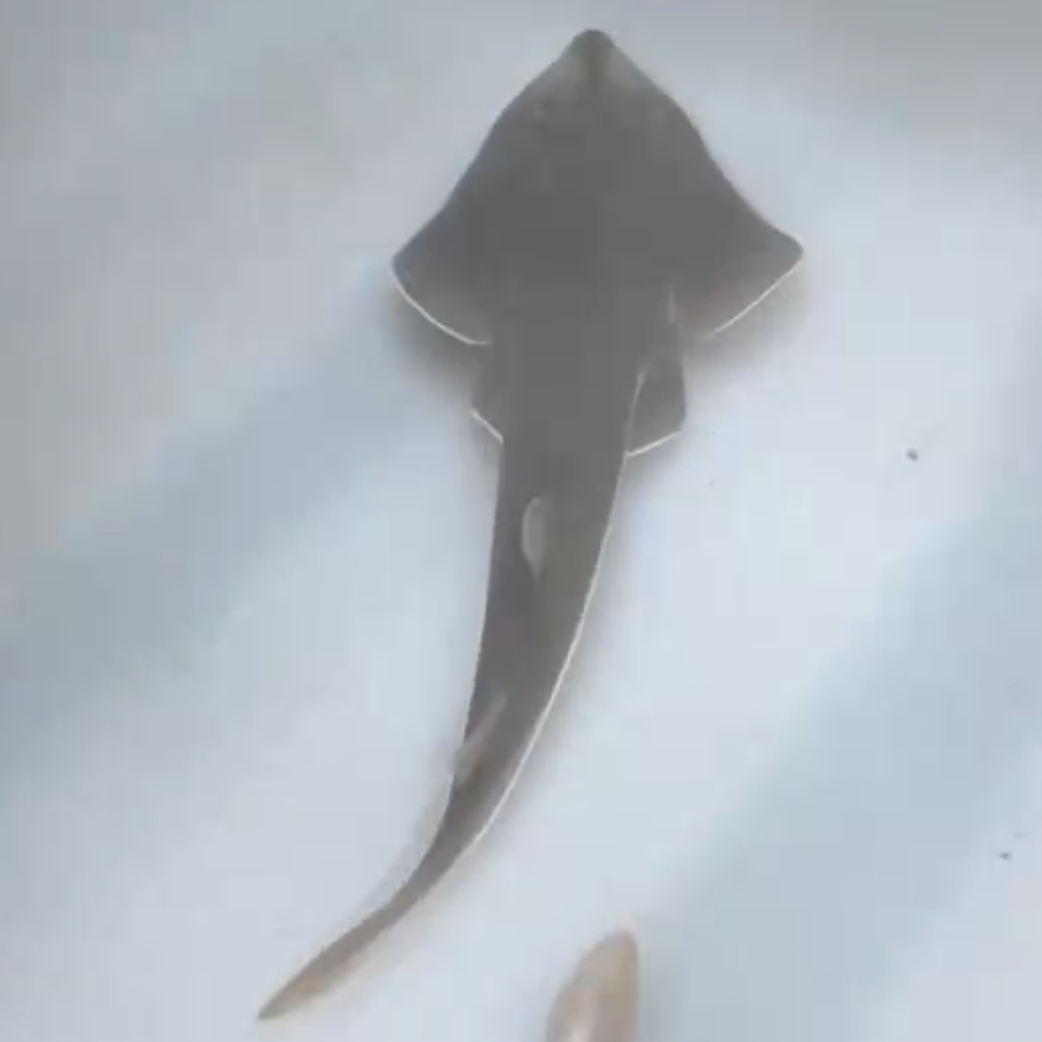 A giant shovelnose ray pup, Sanya, Hainan Province, south China, August 16, 2026. /China Media Group
