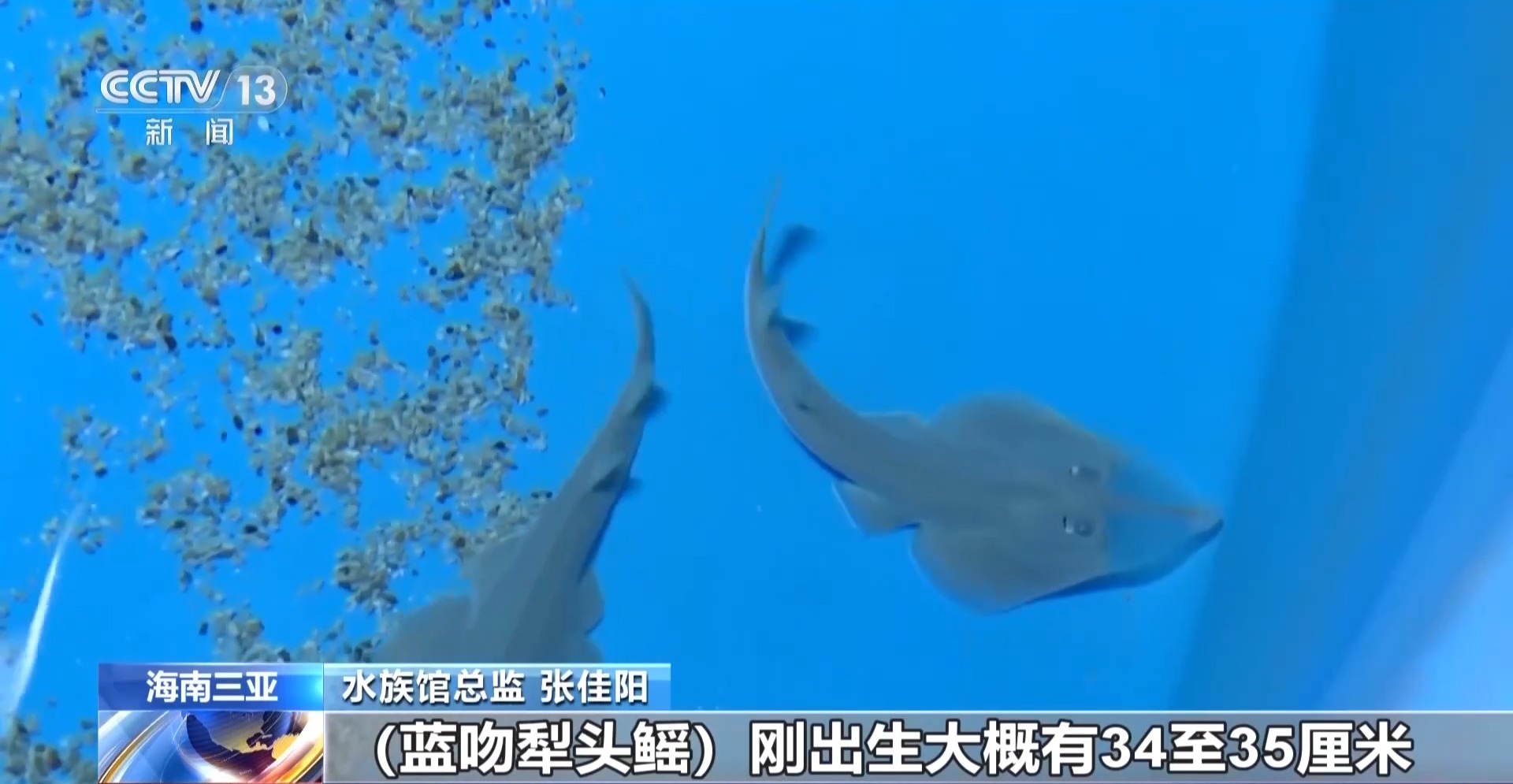 Giant shovelnose ray pups, Sanya, Hainan Province, south China, August 16, 2026. /China Media Group