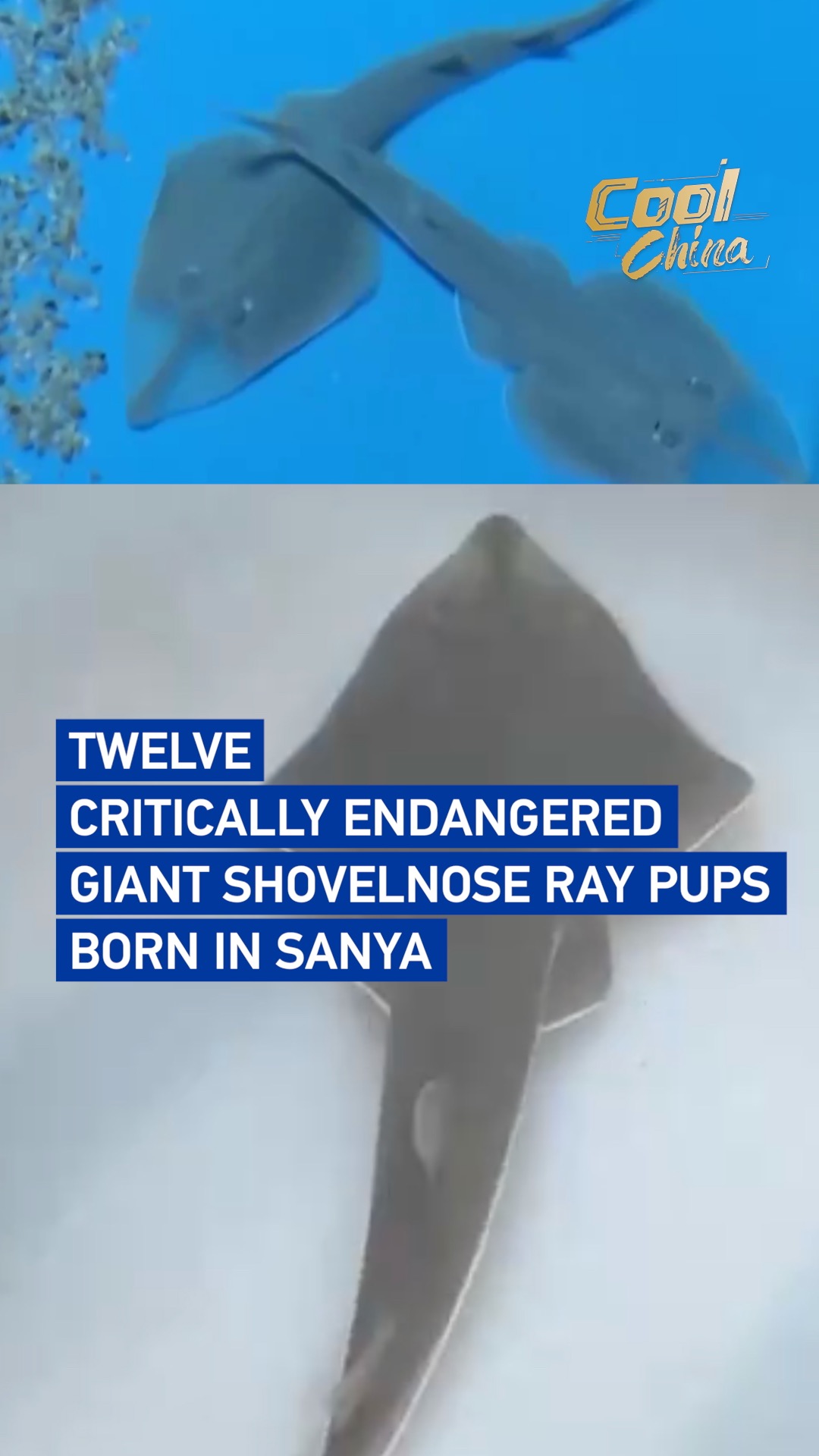 Twelve critically endangered giant shovelnose ray pups born in Sanya