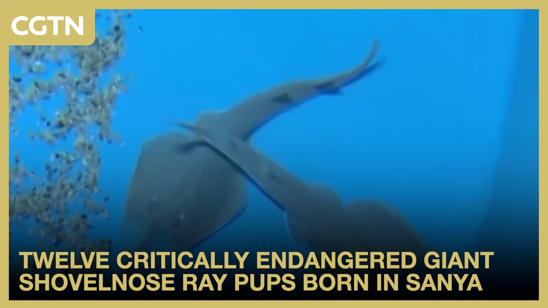 Twelve critically endangered giant shovelnose ray pups born in Sanya
