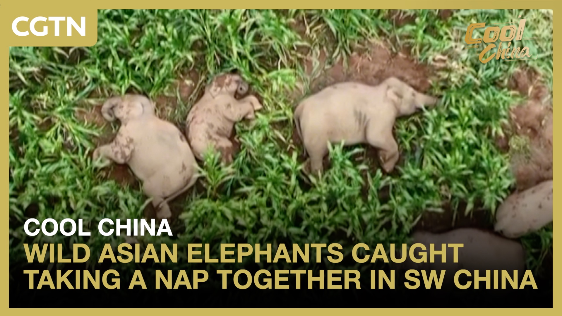 Wild Asian elephants caught taking a nap together in SW China