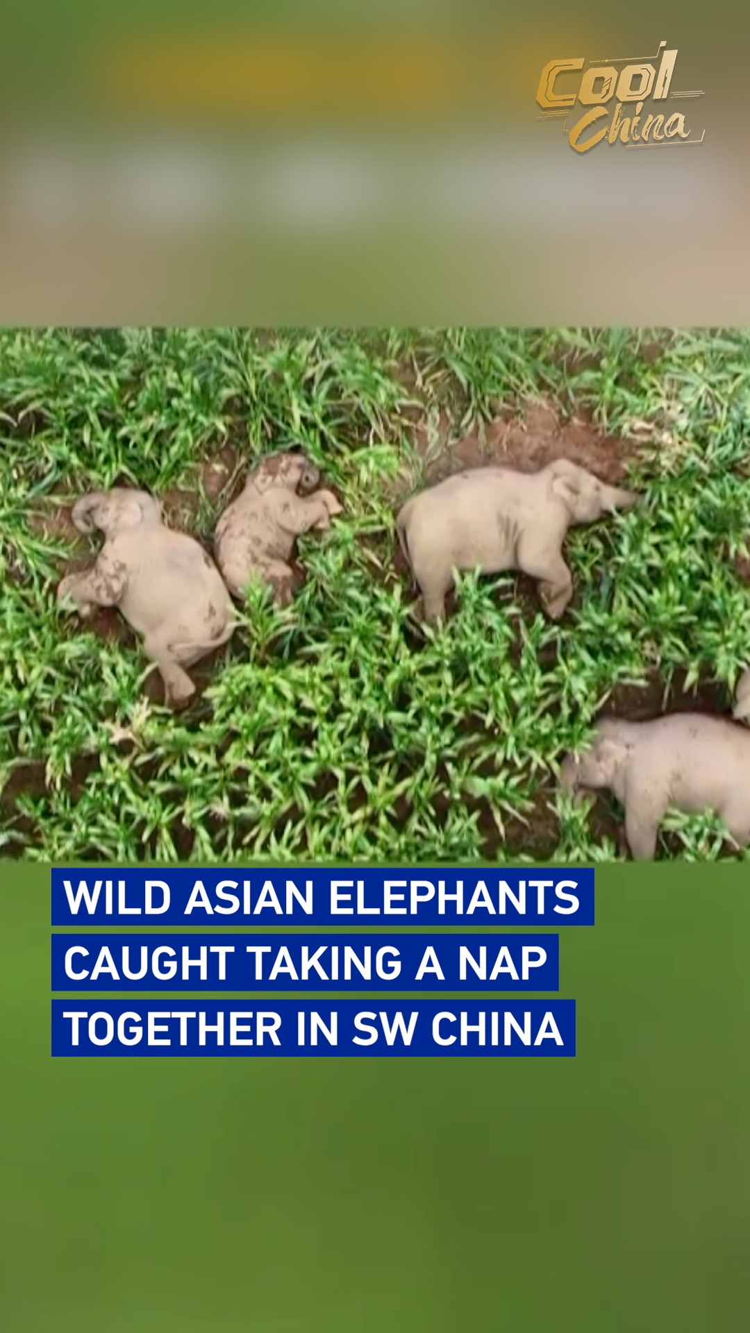 Wild Asian elephants caught taking a nap together in SW China