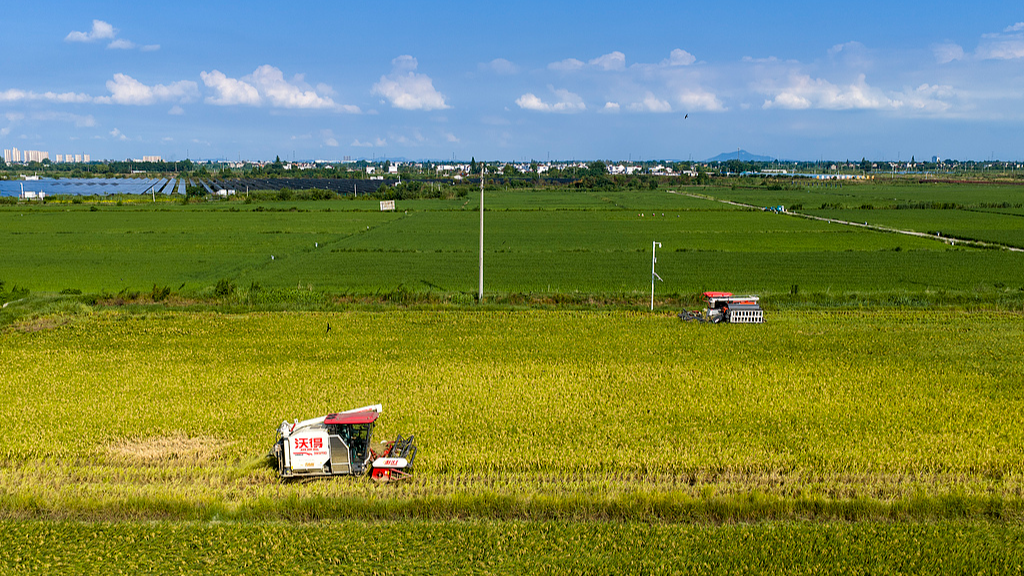 New AI large model sharpens data-driven soybean breeding