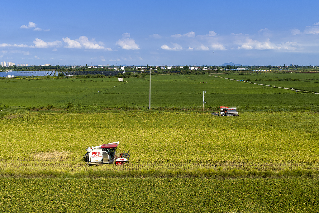 Harvesting the first crop of ratoon rice in Xintang Village, Wuhu City, east China's Anhui Province, August 16, 2026. /VCG