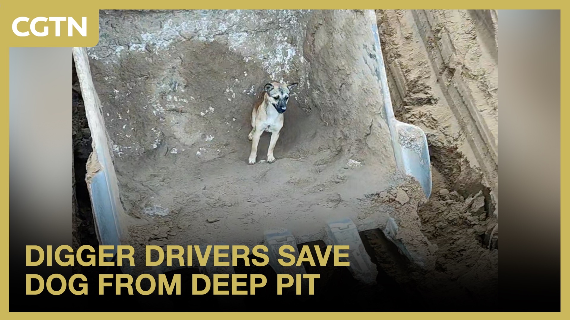 Digger drivers save dog from deep pit