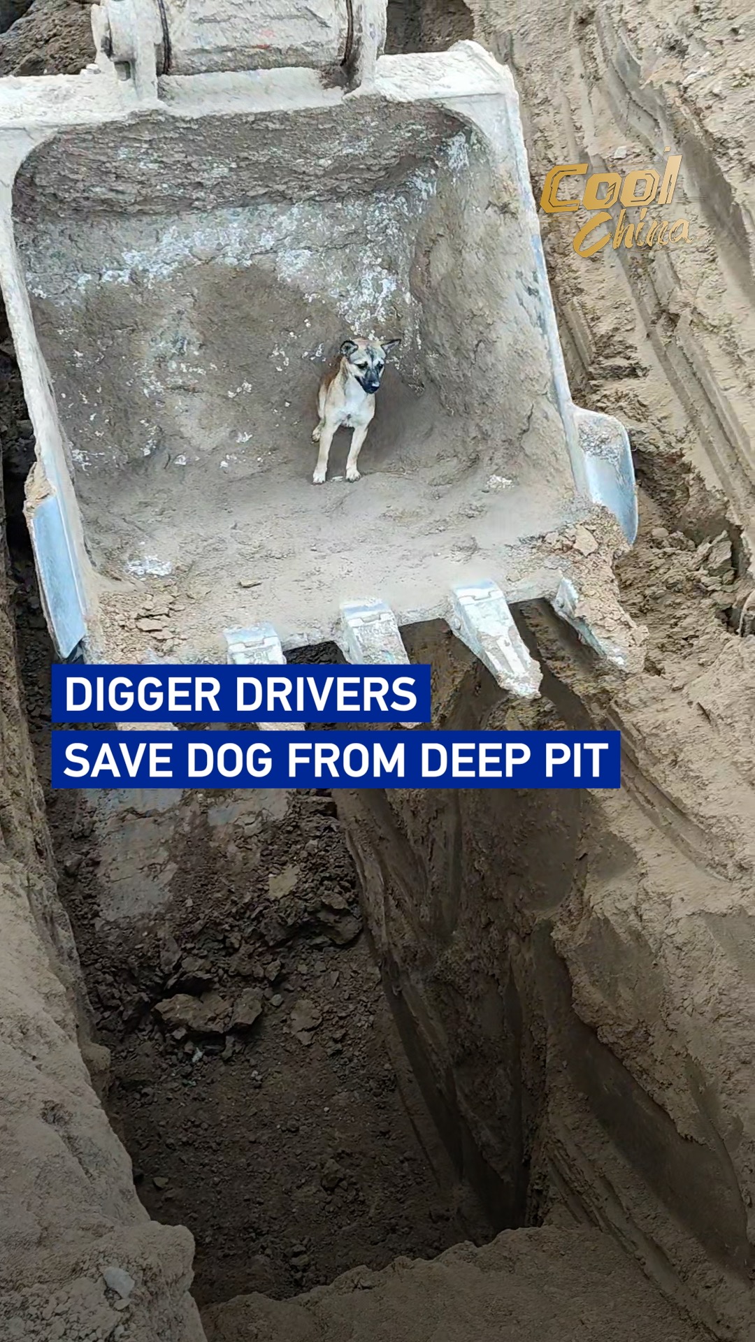 Digger drivers save dog from deep pit