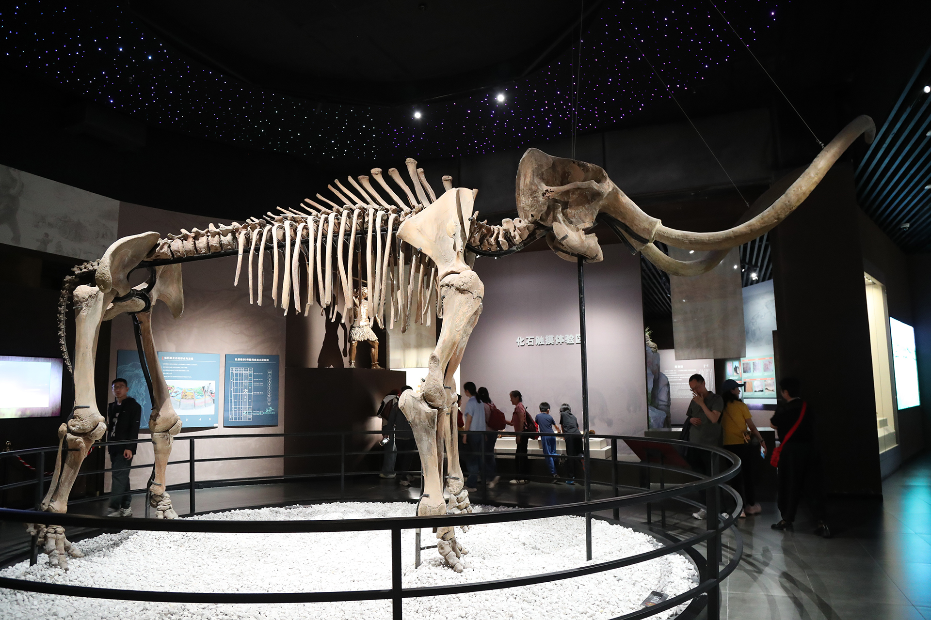 A view of the mammoth fossil on display at the Hulunbuir Historical Museum in Inner Mongolia. /CGTN