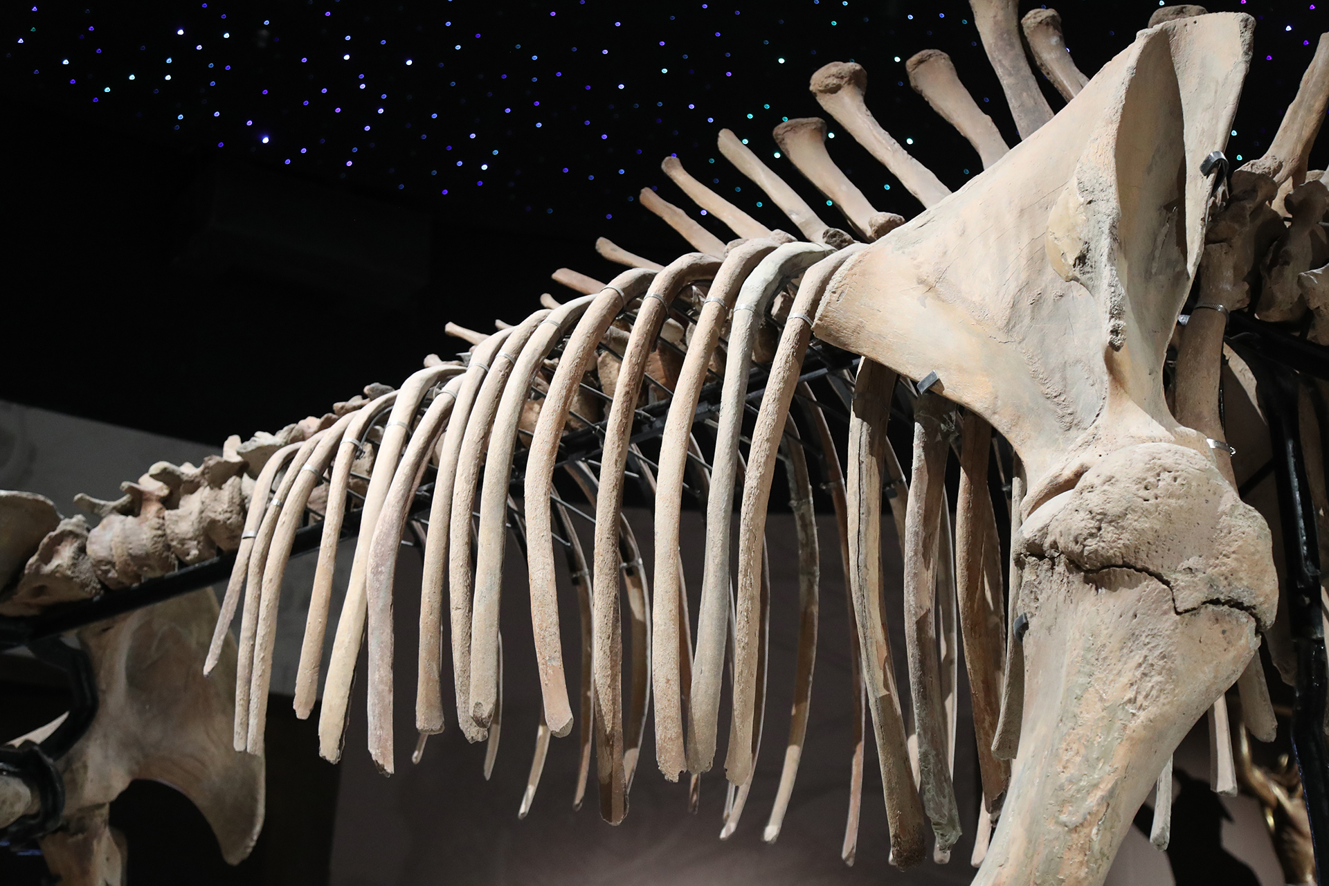 A view of the mammoth fossil on display at the Hulunbuir Historical Museum in Inner Mongolia. /CGTN