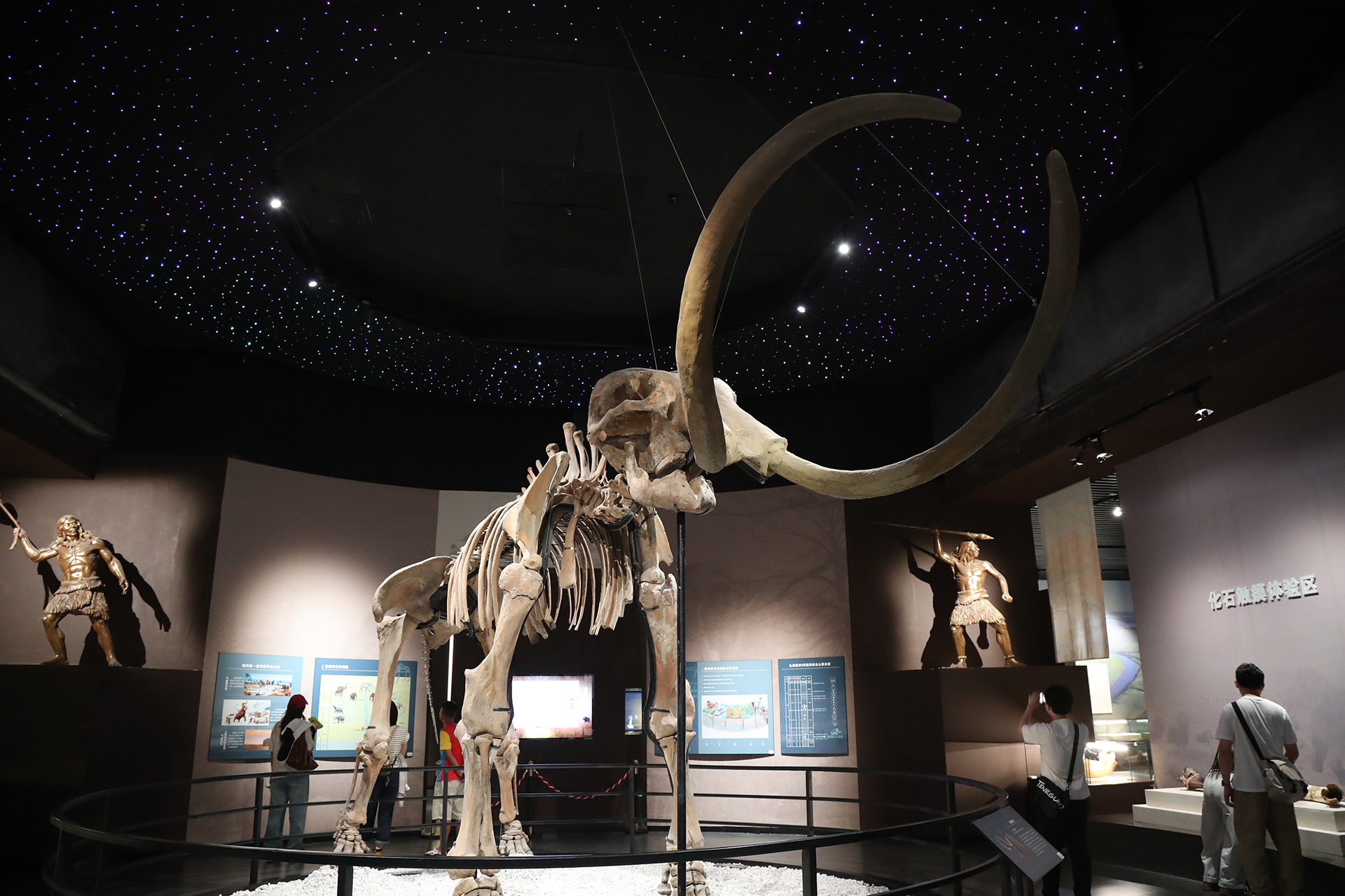 A view of the mammoth fossil on display at the Hulunbuir Historical Museum in Inner Mongolia. /CGTN