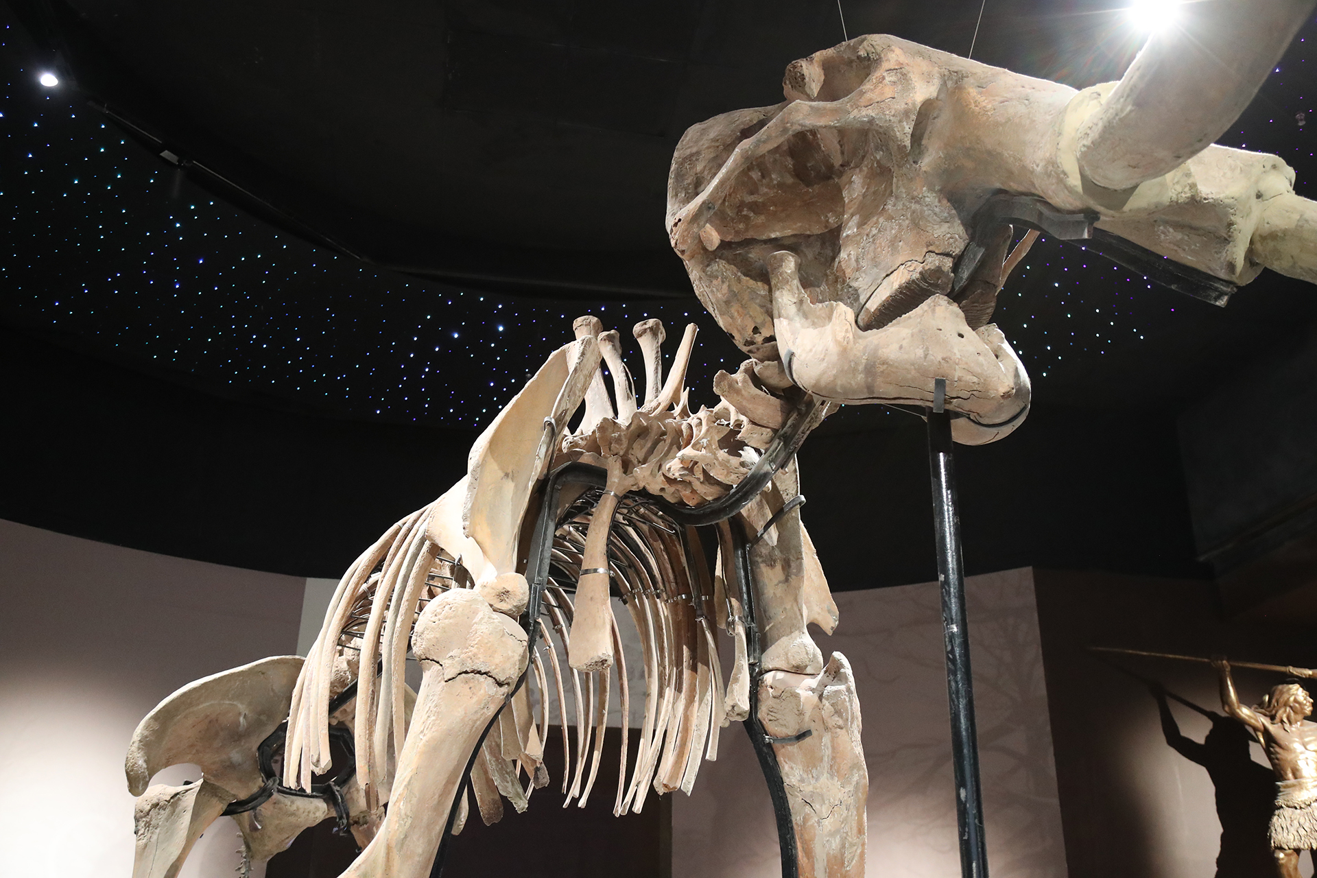 A view of the mammoth fossil on display at the Hulunbuir Historical Museum in Inner Mongolia. /CGTN