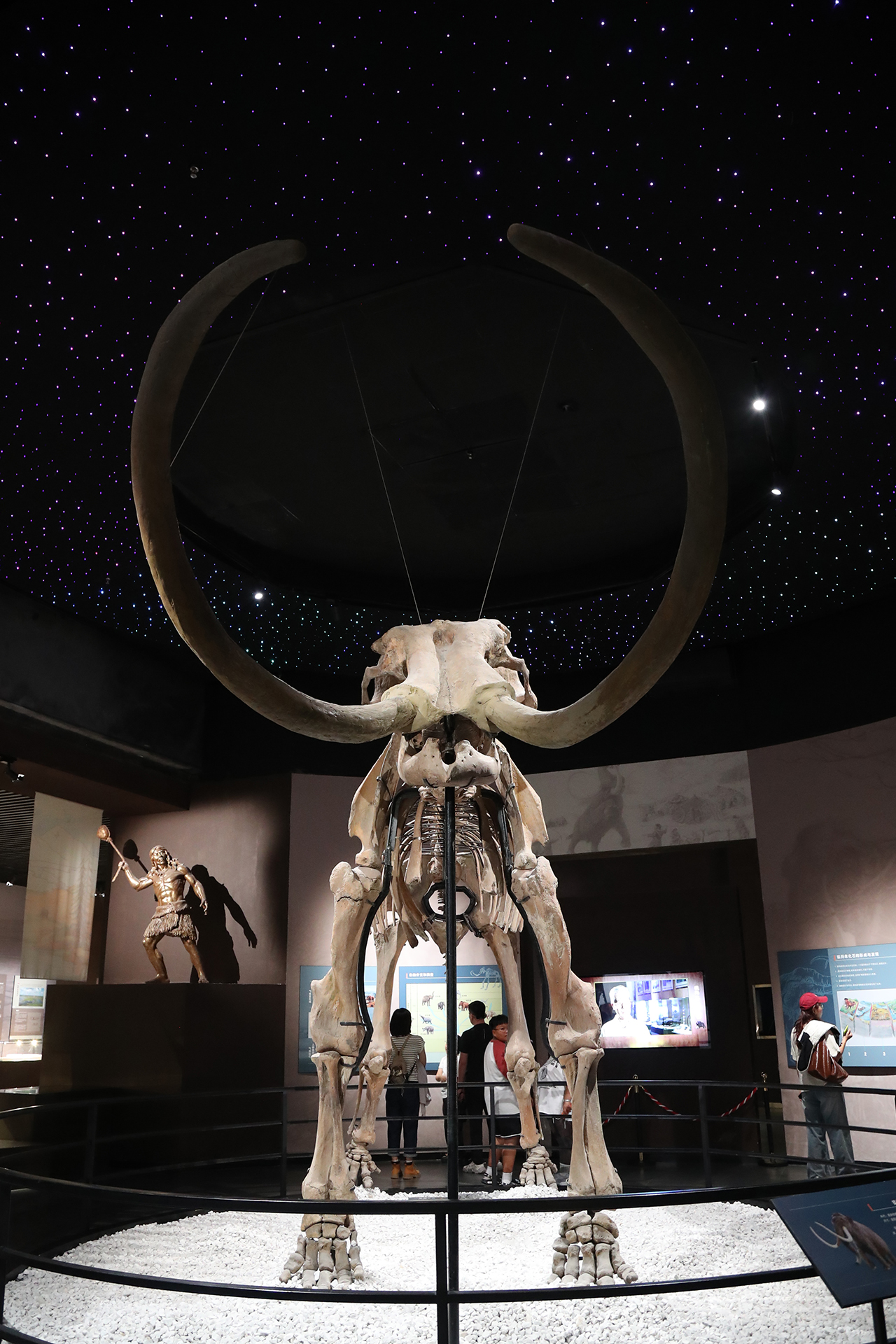 A view of the mammoth fossil on display at the Hulunbuir Historical Museum in Inner Mongolia. /CGTN