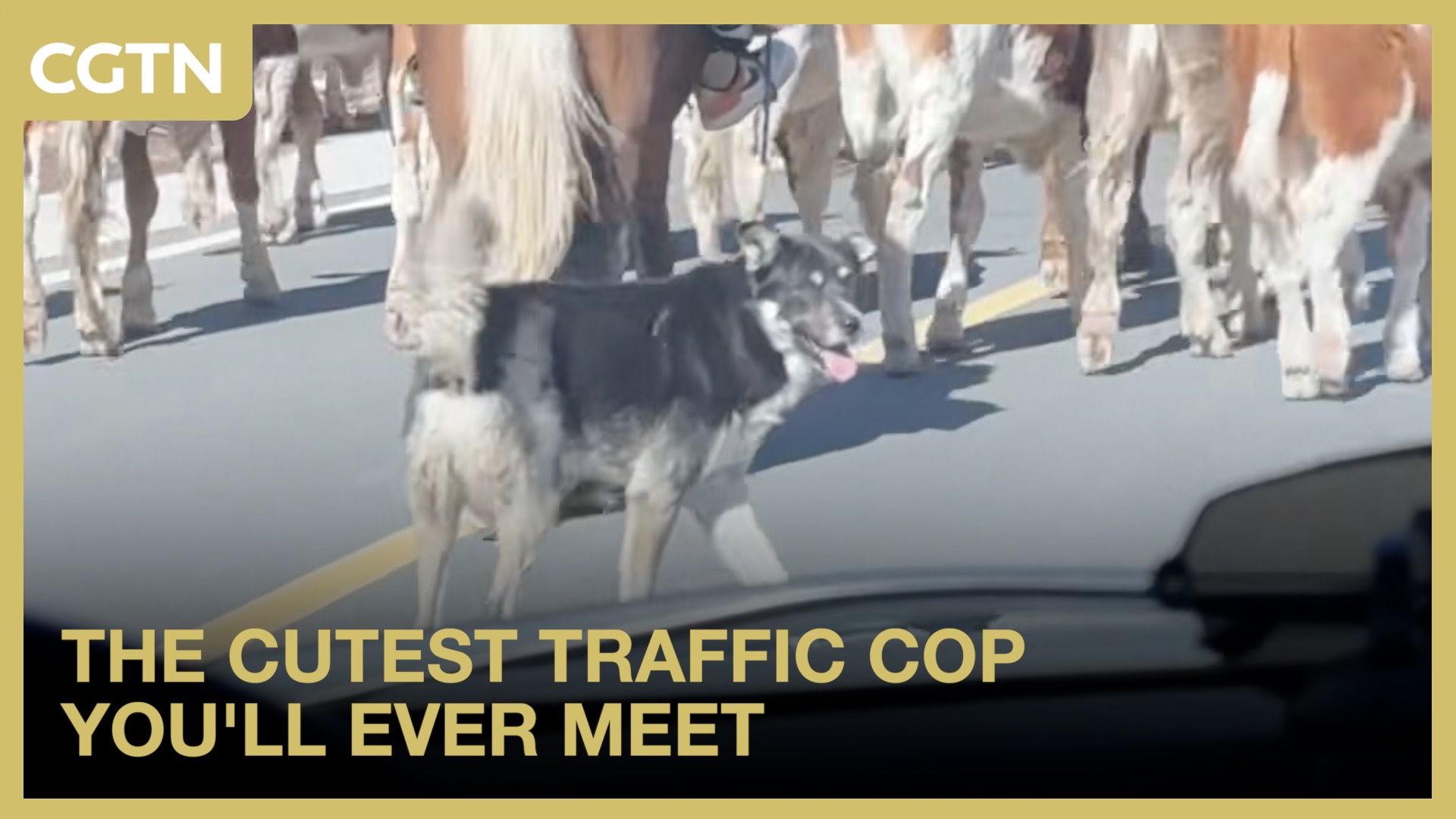 The cutest traffic cop you'll ever meet