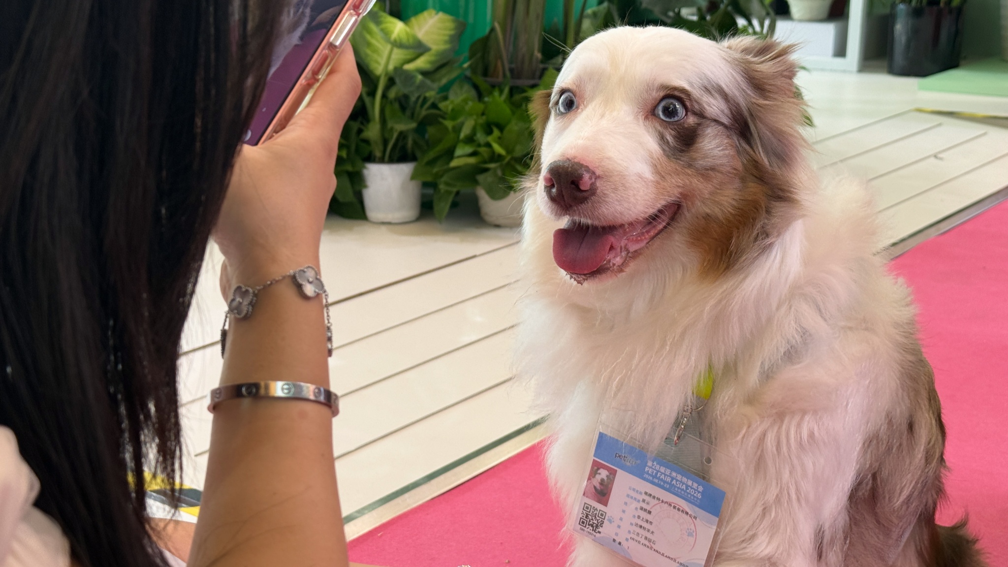 The 28th Pet Fair Asia kicks off in Shanghai on August 19, 2026. /CGTN