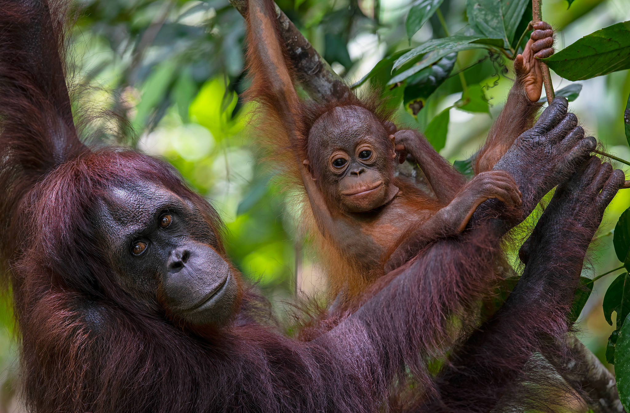 A baby orangutan and its mum are seen in Sabah on the Borneo-Malaysia border. /VCG