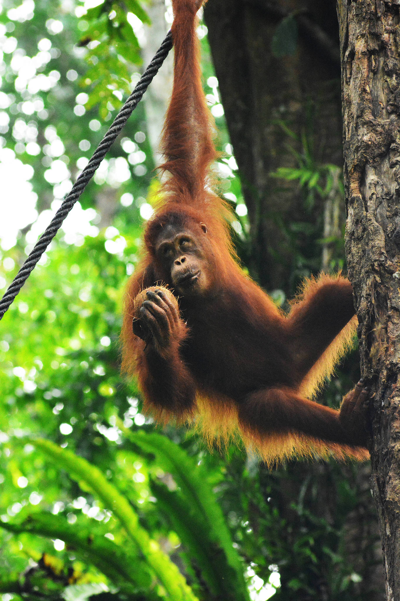 An orangutan swings through the canopies of Semenggoh Wildlife Centre, Malaysia, July 13, 2026. /VCG