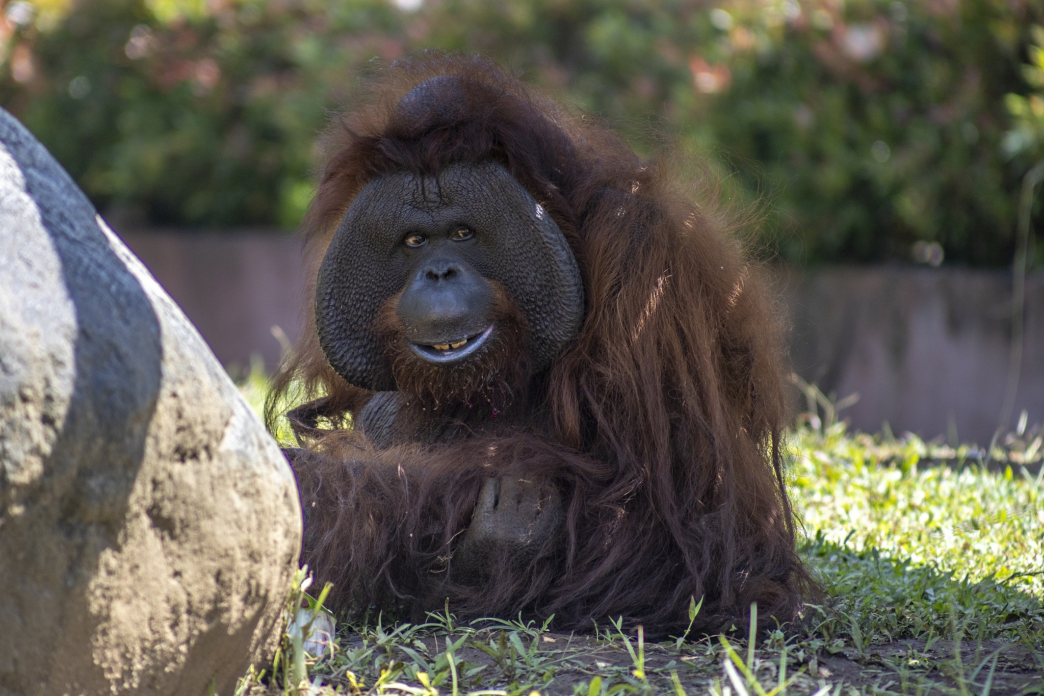 A male orangutan named 