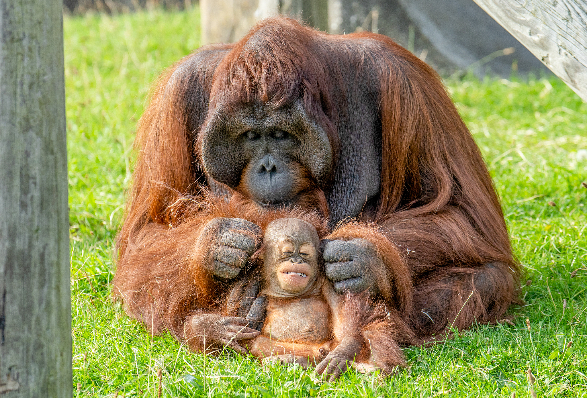 An orangutan grooms his son's hair in Blackpool Zoo, Lancashire, the UK, October 2, 2025. /VCG