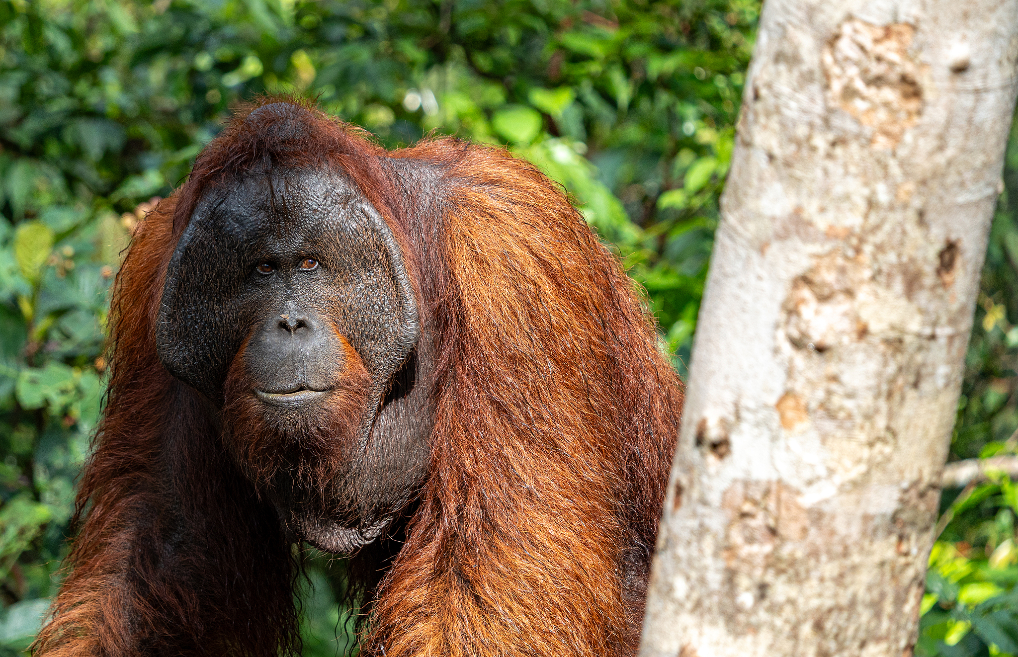 A wild male orangutan in Tanjung Puting National Park on Borneo in Central Kalimantan, Indonesia. /VCG