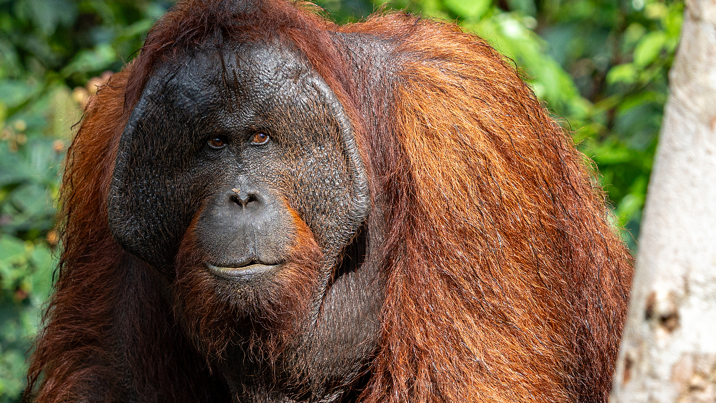 For orangutans, saving forests means saving lives