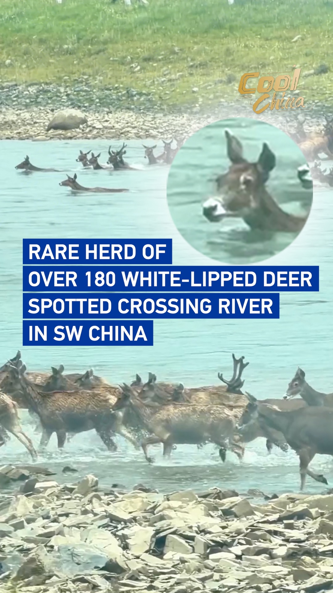 Rare herd of white-lipped deer spotted crossing river in SW China