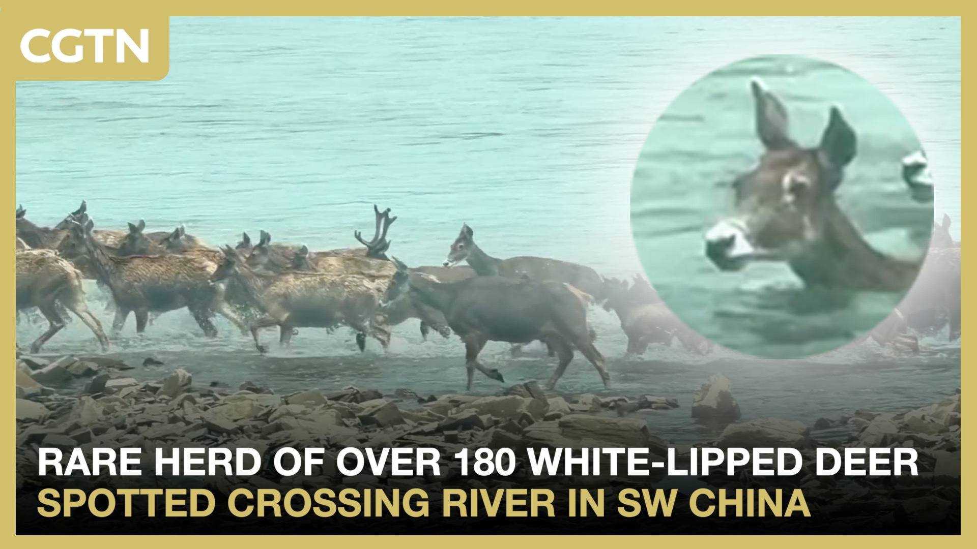 Rare herd of white-lipped deer spotted crossing river in SW China