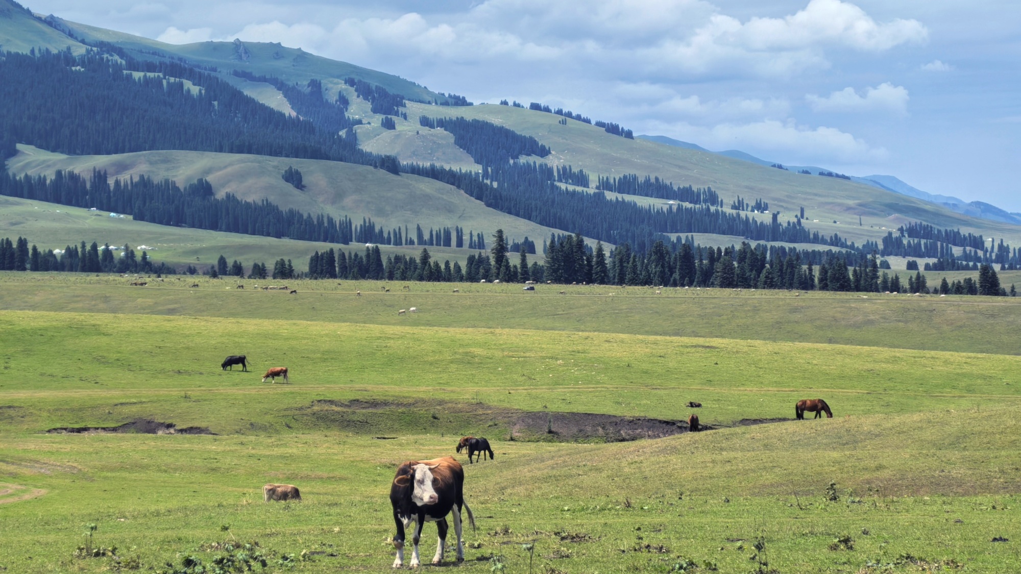 Xinjiang's Narat: Alpine grassland framed by snow-capped mountains