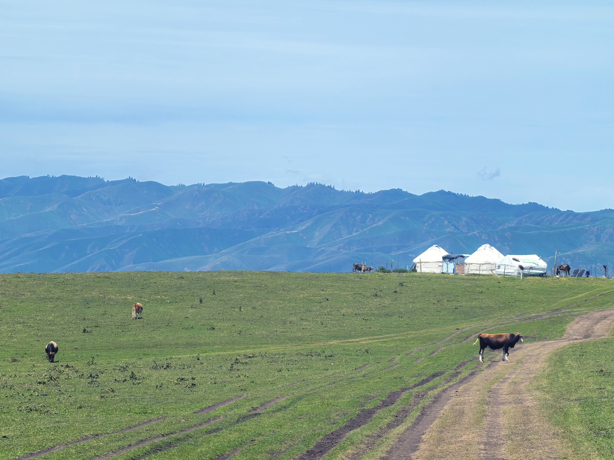 The Narat Grassland is seen in northwest China's Xinjiang Uygur Autonomous Region, on July 24, 2026. /CGTN