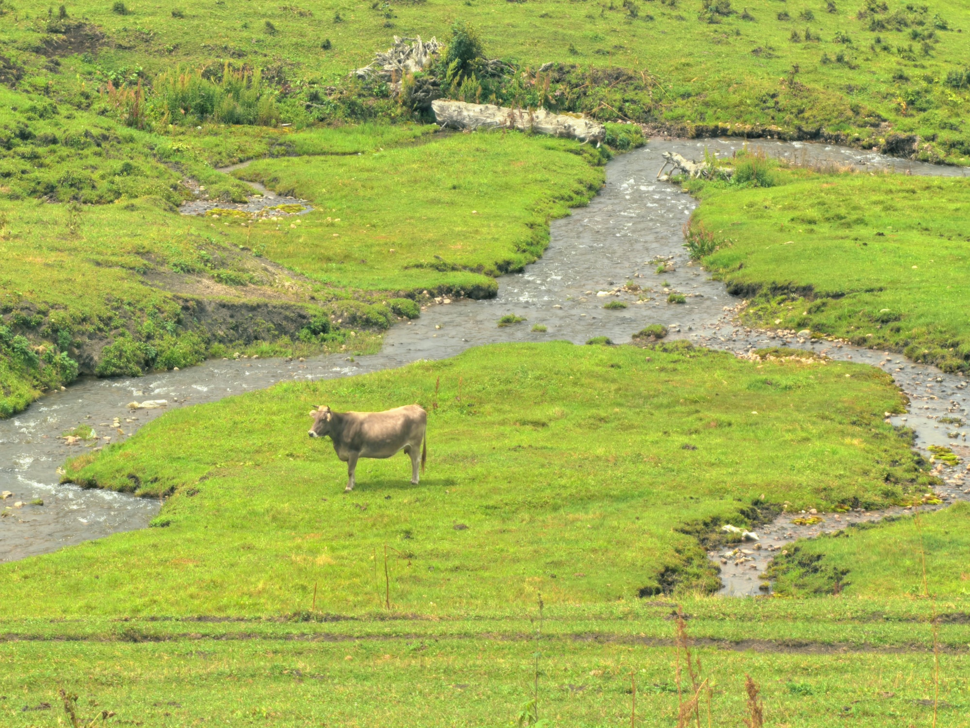 The Narat Grassland is seen in northwest China's Xinjiang Uygur Autonomous Region, on July 24, 2026. /CGTN