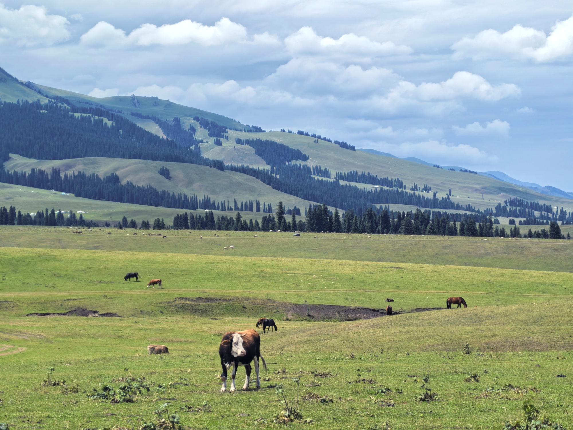 The Narat Grassland is seen in northwest China's Xinjiang Uygur Autonomous Region, on July 24, 2026. /CGTN