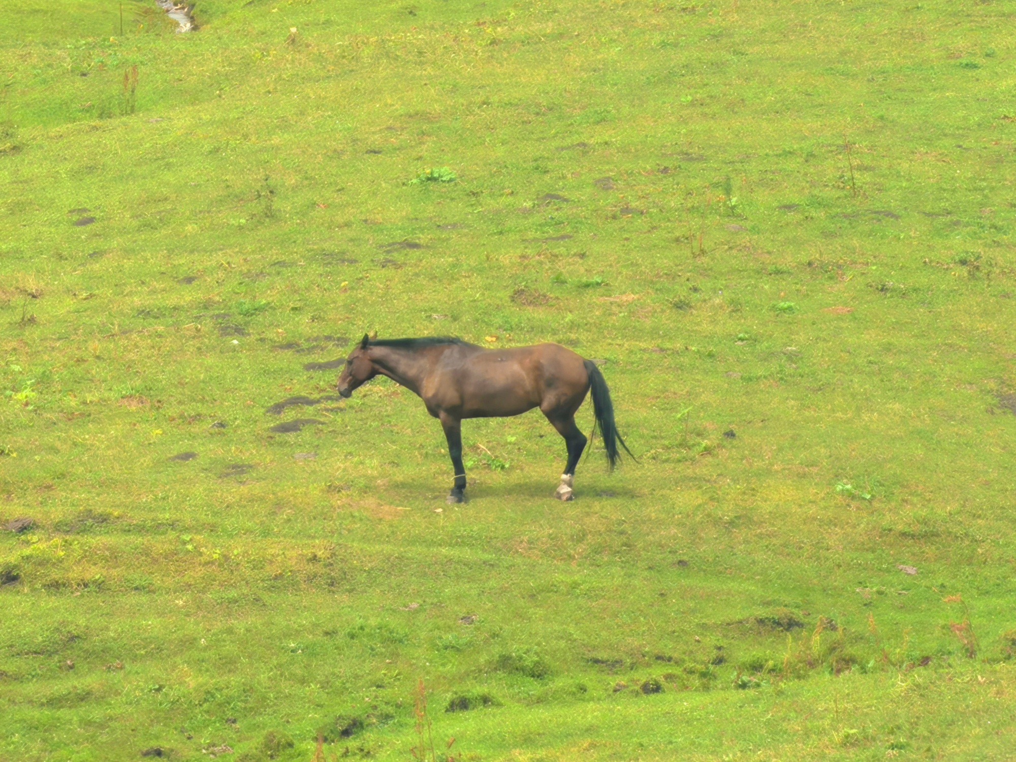 A horse is seen on the Narat Grassland in northwest China's Xinjiang Uygur Autonomous Region, on July 24, 2026. /CGTN
