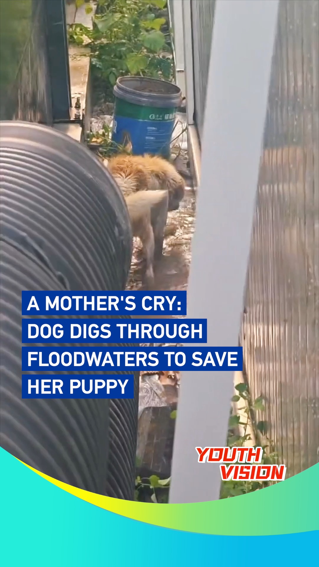 A mother's cry: Dog digs through floodwaters to save her puppy