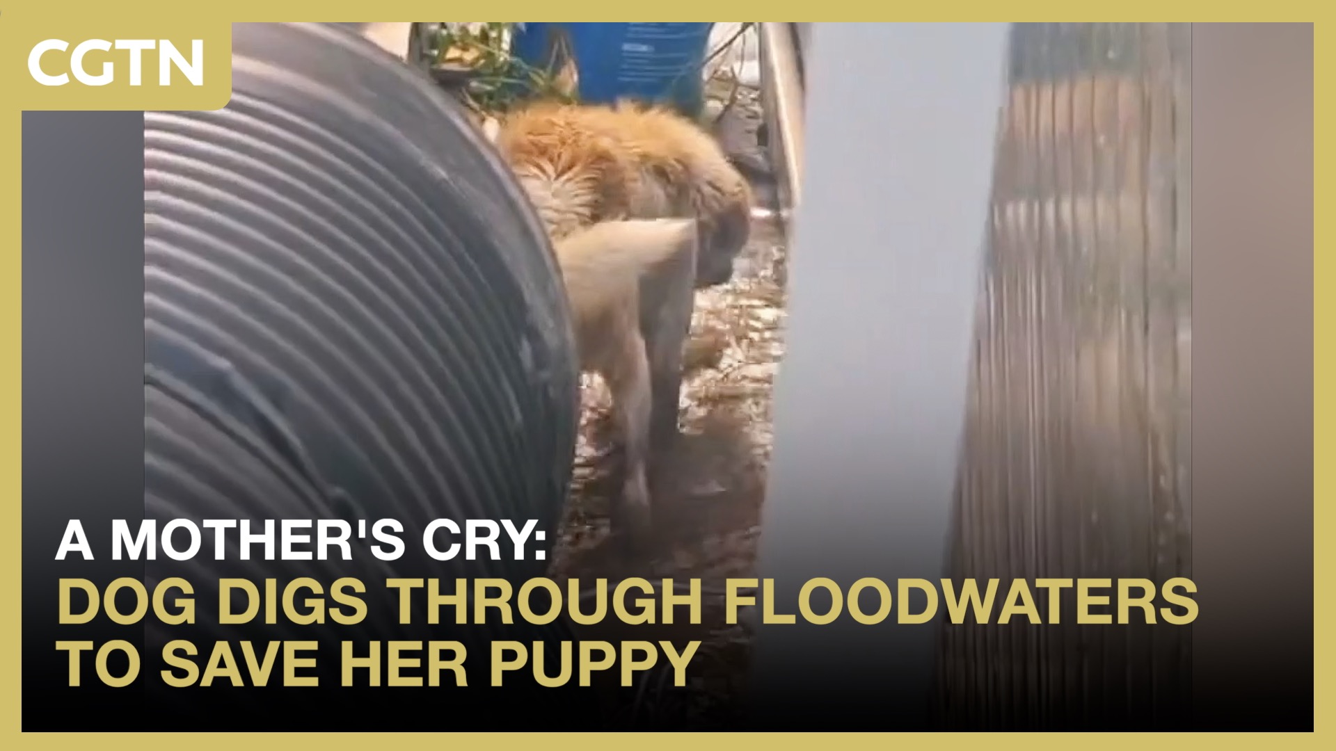 A mother's cry: Dog digs through floodwaters to save her puppy